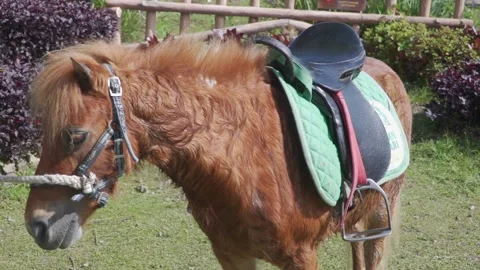 A horse with a saddle on its back Stock Footage 236665112