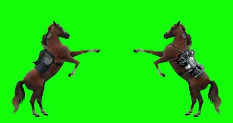 Horse saddled rose on its hind legs. Red stallion rearing. Green screen. Stock Footage