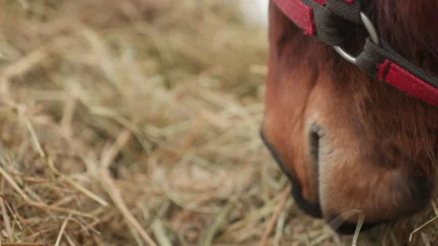 Horse saliva closeup, equine muzzle and hay imagery, detailed shot of horse Stock Footage 326113210