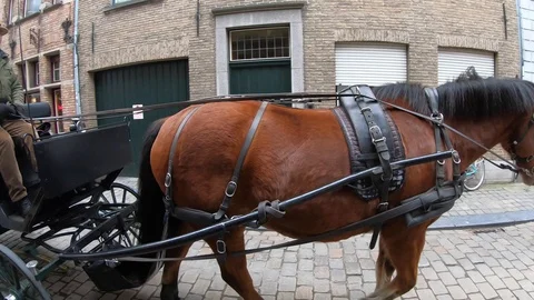 Horse Сarriage Stock Footage 126927870