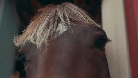Horse says hello Stock Footage 151775958