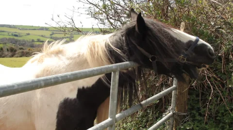 Horse scratching on gate Stock Footage 35633317