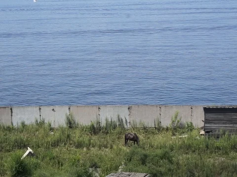 Horse by the sea Vídeo Stock 87483773