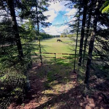 Horse seen through gap in the forest Stock Photos