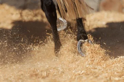 Horse separating the wheat Stock Photos
