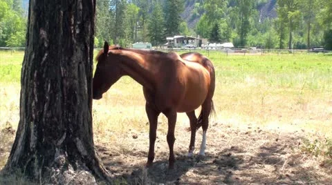 Horse in the shade Stock Footage 18674115