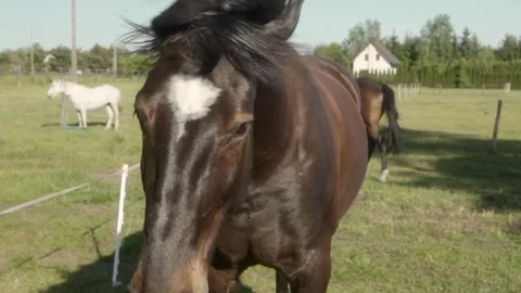 The horse shakes its head to drive away the flies and comes close to the camera. 스톡 동영상 277045341