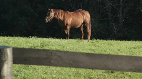 Horse shaking off flies Video stock 8972874