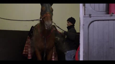 HORSE SHAKING HEAD Stock Footage 25113085