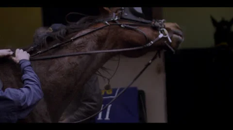 HORSE SHAKING HEAD (SLOW-MOTION) Stock Footage 25140890