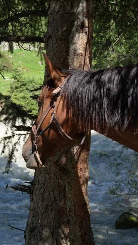 Horse shaking its head in Jeti-Oguz gorge, 4K vertical Stock Footage 342028182