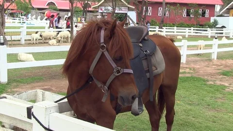 Horse in shep farm 動画素材 77200470