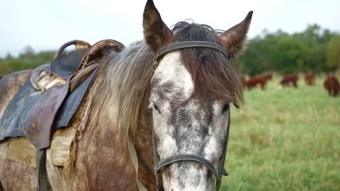 Horse shepherd Stock Footage 76833725