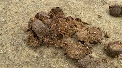 horse shit on the ground close-up | Stock Video