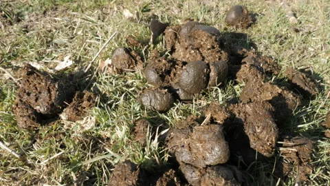 Horse Pooping Stock Video Footage 