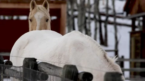 Horse Shitting in the Snow Poop | Stock Video | Pond5