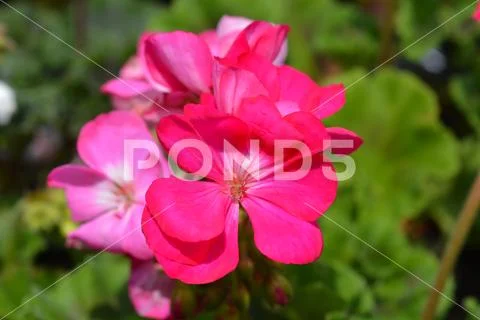 Horse-shoe pelargonium Stock Photos