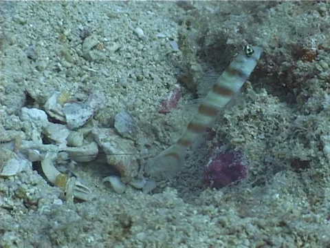 Horse-shoe shrimpgoby, Amblyeleotris arcupinna, UP4647 Stock Footage