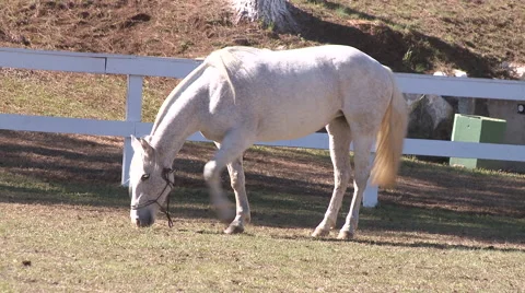 Horse Show 01 库存影片 56711588