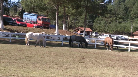 Horse Show 05 库存影片 56712745