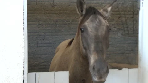 Horse Show 06 库存影片 56713155