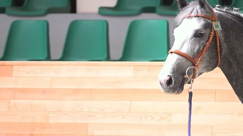 Horse on a show Stock Footage 96343787