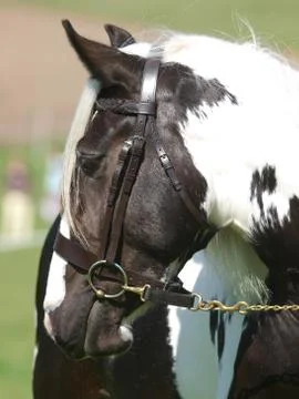 Horse In the Show Ring Stock Photos