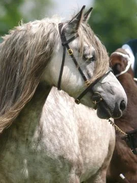 Horse In the Show Ring Stock Photos