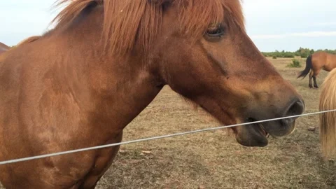 Horse showing its teeth Stock Footage 238398970