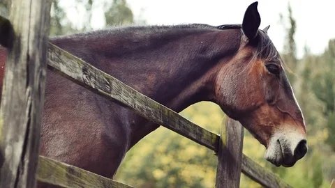 The Horse sideways Stock Footage 75273353