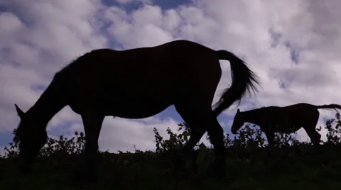 Horse silhouette Stock Footage 38505536