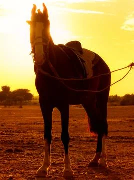 Horse silhouette 库存照片