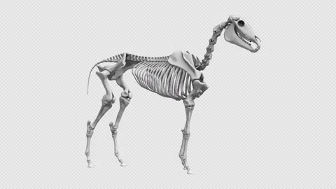 Horse Skeleton Stock Footage 172433865