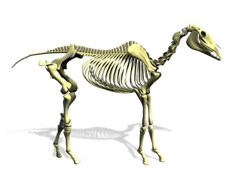 Horse Skeleton Stock-Illustration