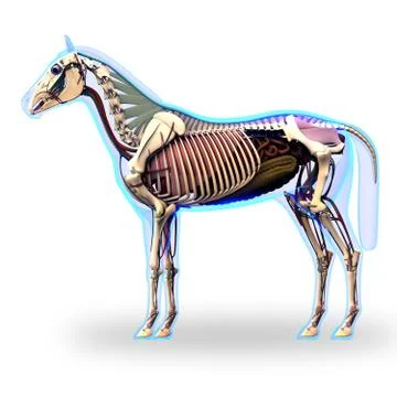 Horse Skeleton Side View with Organs - Horse Equus Anatomy - isolated on whit 스톡 일러스트