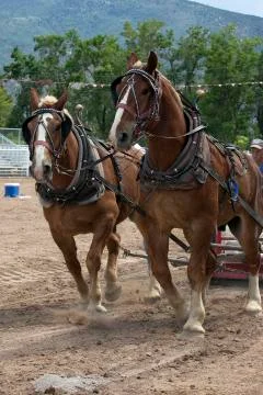 Horse sled pull contest vertical Stock Photos