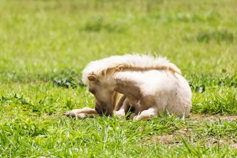 Horse sleeping Stock Photos