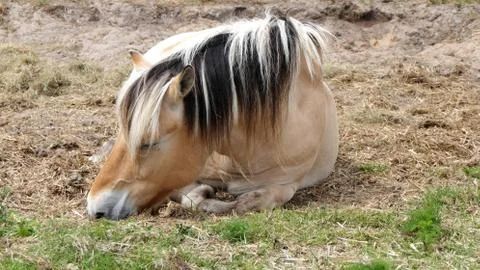 Horse sleeping Stockfoto's