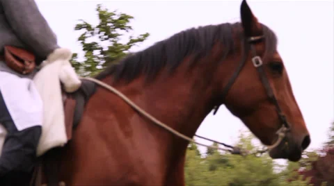 Horse slow motion Stock Footage 39378776