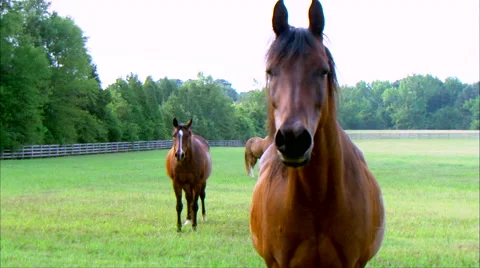 Horse Slow Motion Stock Footage 67611191