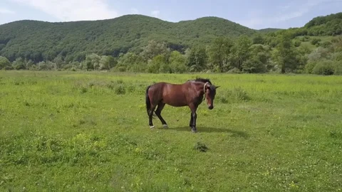 Horse in slow motion Stock Footage 132176969
