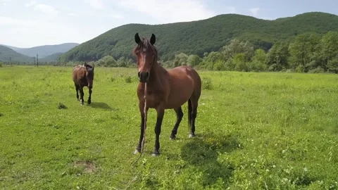 Horse in slow motion Stock Footage 132176976