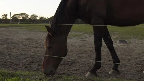 Horse In Slow Motion Video stock 261104119
