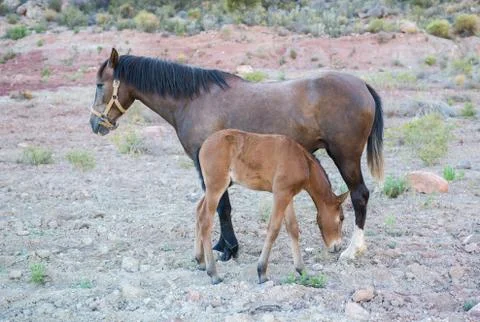 Horse with small foa Stock Photos