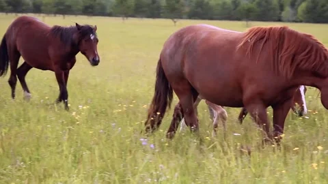 A horse with a small foal. Stock Footage 197785787