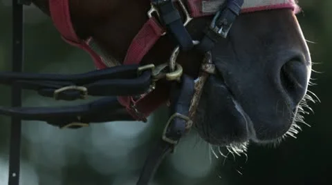 Horse Sneezing Stock Footage 21783522