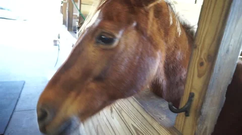 Horse Sniffs Camera In Barn Stable Stock Footage 49619475
