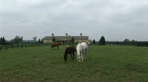 Horse sniffs camera lens Stock Footage 524546