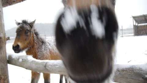 Horse sniffs the lens. Close-up. Stock Footage 99930541