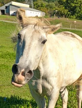 Horse snorting Stock Photos